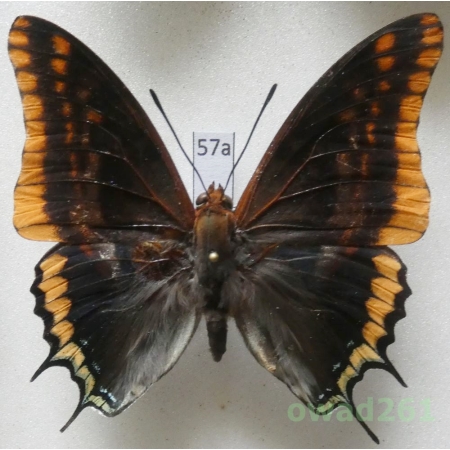 Charaxes jasius (Linnaeus, 1767) male Croatia 63mm57a